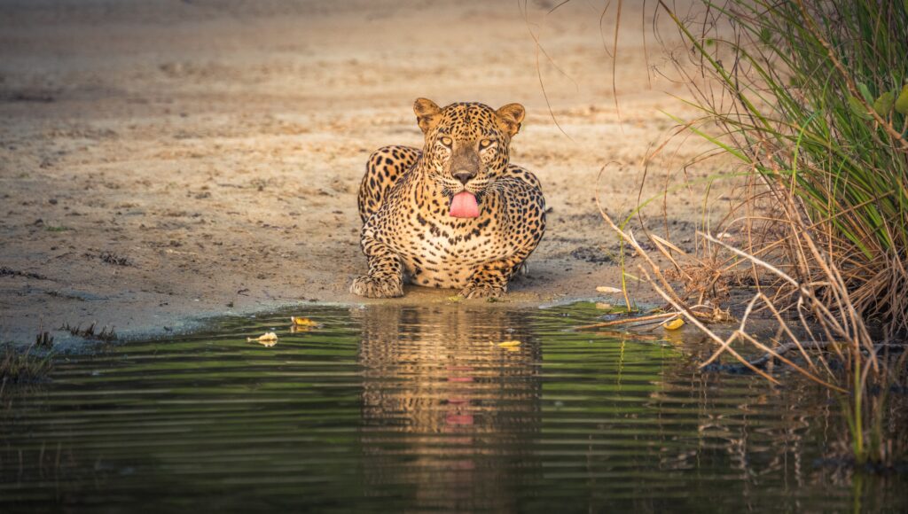 YALA NATIONAL PARK